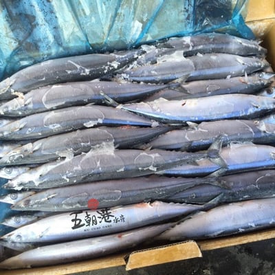 【五朝港水產】秋刀魚5