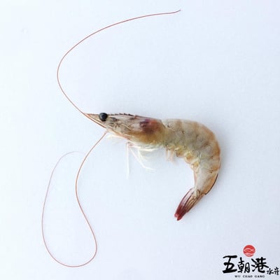 【五朝港水產】當季鮮甜中美白蝦(31/35)5
