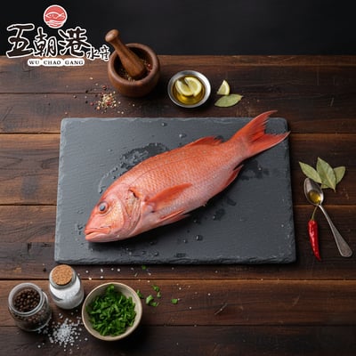 【五朝港水產】紅條魚/珊瑚石斑1
