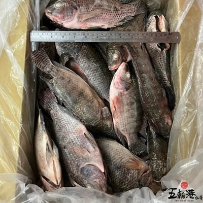 【五朝港水產】台灣吳郭魚(400g~500g/尾)4