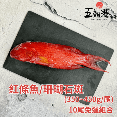 【五朝港水產】10尾紅條魚/珊瑚石斑(350~450g±10%/尾)3