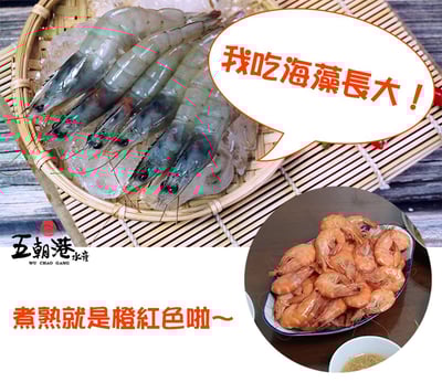 【五朝港水產】當季鮮甜中美白蝦(31/35)4