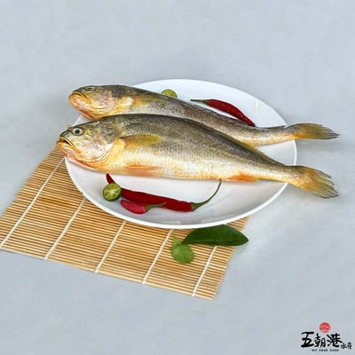 【五朝港水產】極品黃魚(200~300g/尾)6