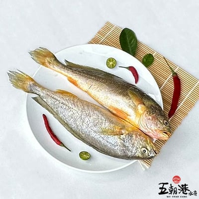 【五朝港水產】極品黃魚(200~300g/尾)5