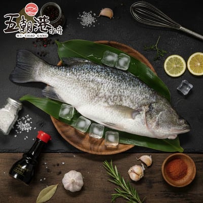 【五朝港水產】台灣鮮凍金目鱸魚1