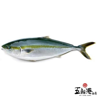 【五朝港水產】日本鹿耳島青甘魚頭丁(450g±10% /包)5