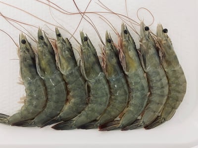 紅太陽 白蝦 2/3 3/4 4/52