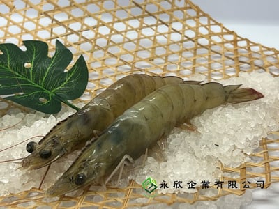 企鵝爽活凍生白蝦1