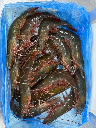 企鵝爽活凍生白蝦5