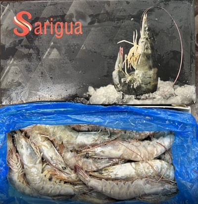Sarigua 白蝦 2/3  3/41