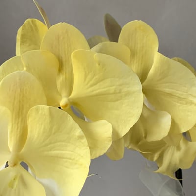 染色蘭花 - 鵝黃2