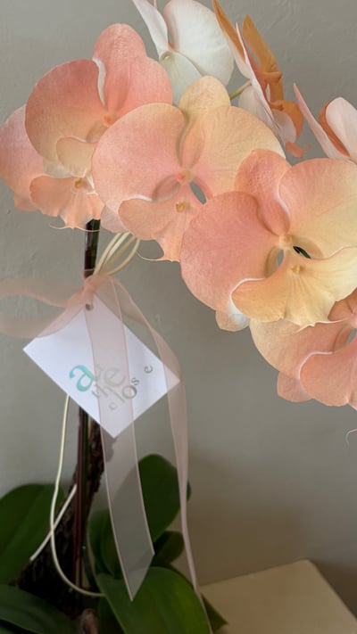 染色蘭花組盆 - 水蜜桃3