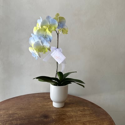 染色蘭花 - 黃藍1