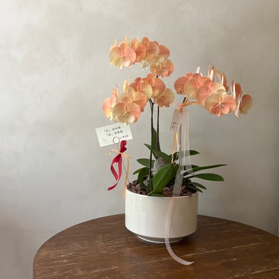 此刻風格蘭花組盆課程5