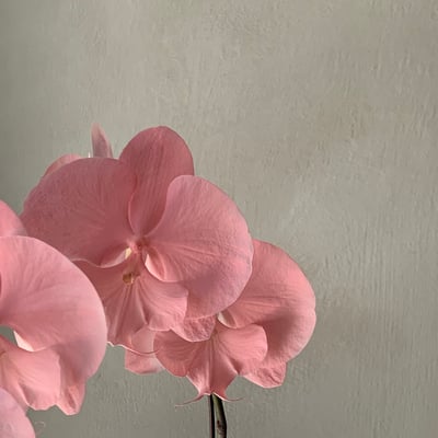 染色蘭花 - 淺粉3