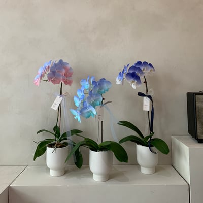 染色蘭花 - 藍白3