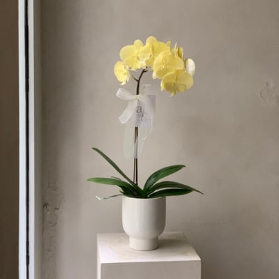 染色蘭花 - 鵝黃3