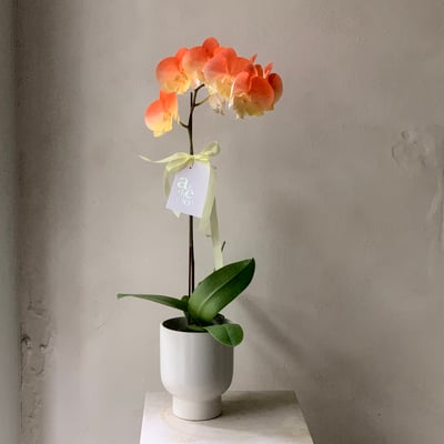 染色蘭花 - 漸層橘1