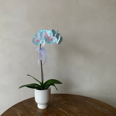 染色蘭花 - 草莓粉綠1