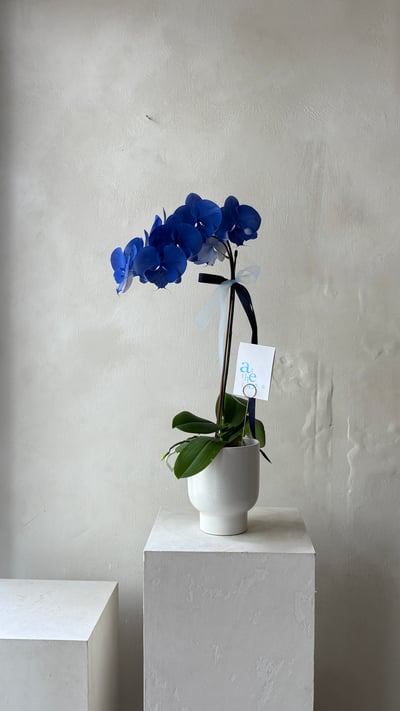 染色蘭花 -靛藍5