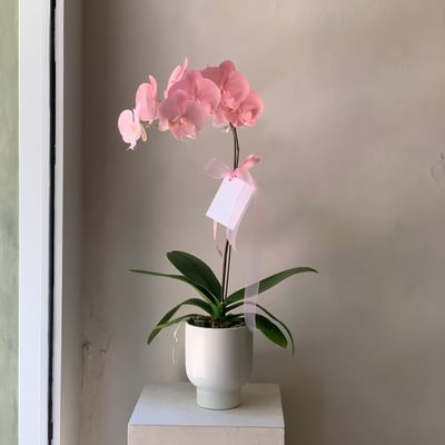 染色蘭花 - 淺粉4