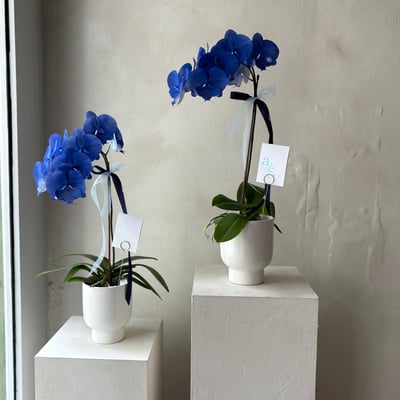 染色蘭花 -靛藍4