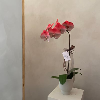 染色蘭花 - 大紅大喜4