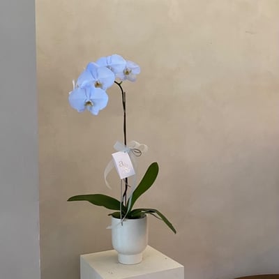 染色蘭花 - 天藍3