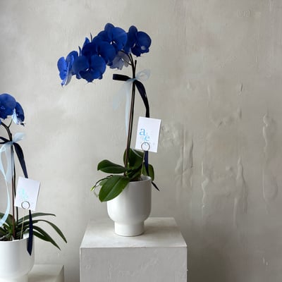 染色蘭花 -靛藍2