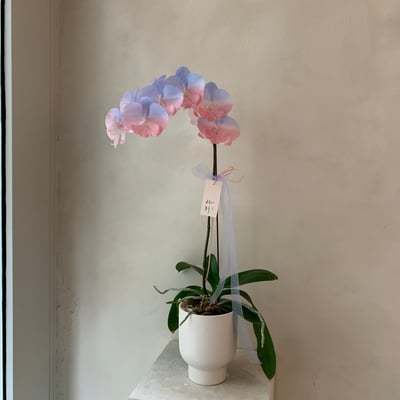 染色蘭花 - 粉藍韓式包裝4