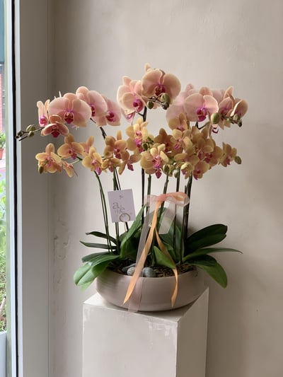 天然蘭花組盆 - 橘黃色系2