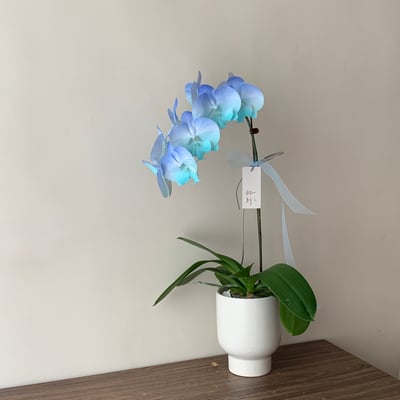 染色蘭花 - 漸層藍1