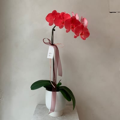 染色蘭花 - 大紅大喜1