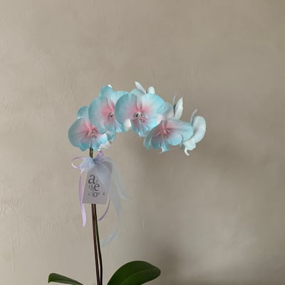 染色蘭花 - 草莓粉綠3