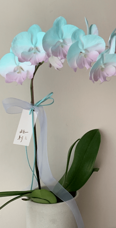 染色蘭花 - 綠粉3