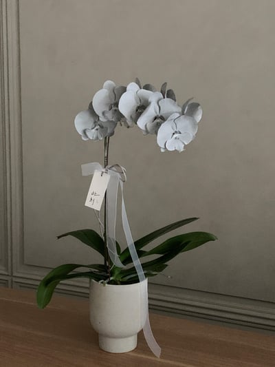 染色蘭花 - 消光銀2