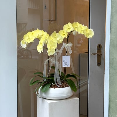 染色蘭花組盆 - 鵝黃3