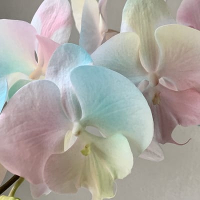 染色蘭花 - 繽紛糖果1