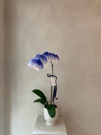 染色蘭花 - 藍白2
