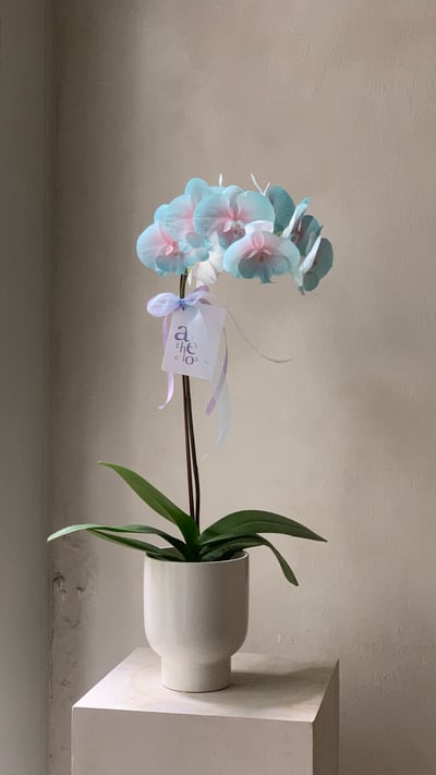 染色蘭花 - 草莓粉綠4