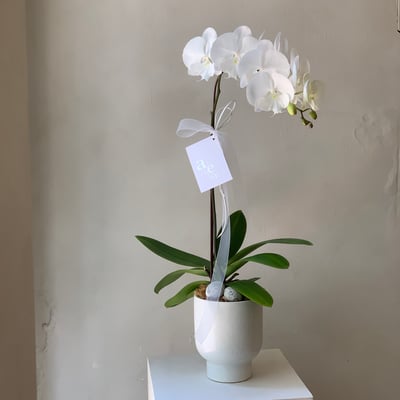 天然蘭花 - 純白1