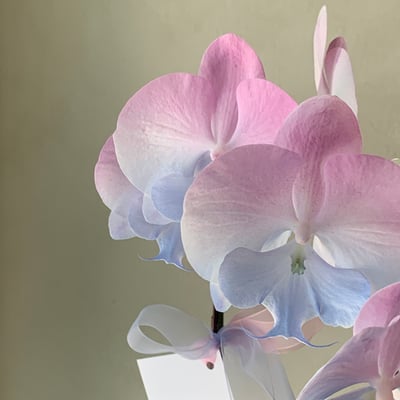 染色蘭花 - 藍紫1