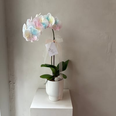 染色蘭花 - 繽紛糖果2