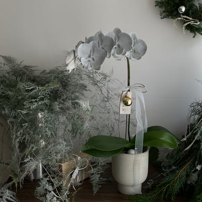 Christmas Orchid  - Silver1