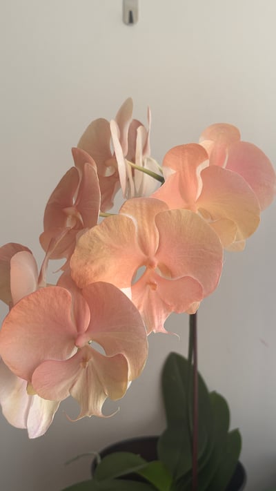 染色蘭花 - 水蜜桃3