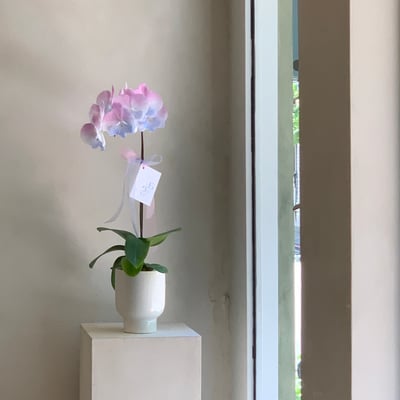 染色蘭花 - 藍紫4