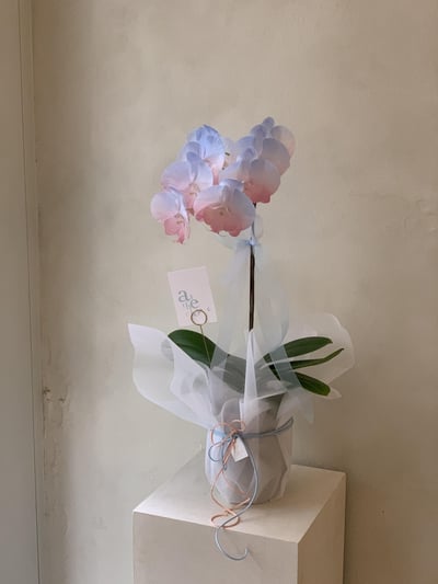 染色蘭花 - 粉藍韓式包裝2