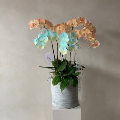 染色蘭花組盆-六株1