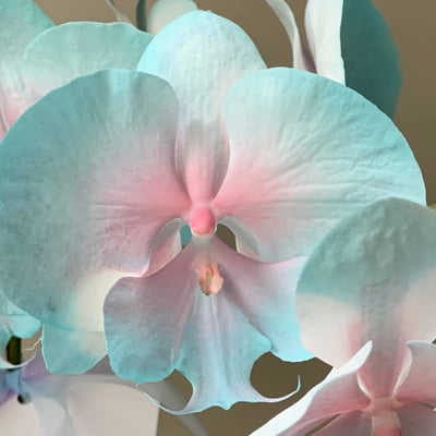 染色蘭花 - 草莓粉綠2