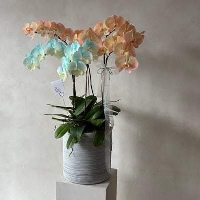 染色蘭花組盆-六株7